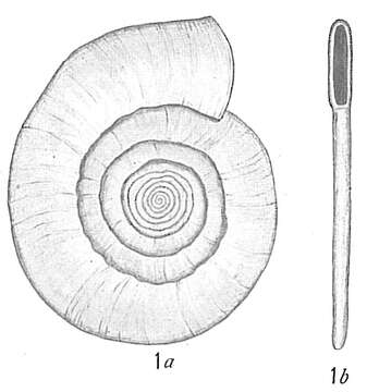 Image of Cornuspira foliacea (Philippi 1844)