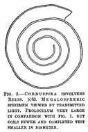 Image de Cornuspira involvens (Reuss 1850)