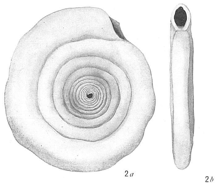 Image of Cornuspira involvens (Reuss 1850)
