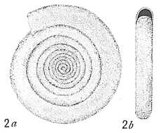 Image of Cornuspira involvens (Reuss 1850)