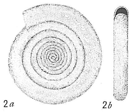 Image de Cornuspira involvens (Reuss 1850)