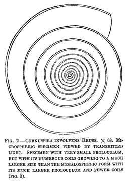 Image of Cornuspira involvens (Reuss 1850)