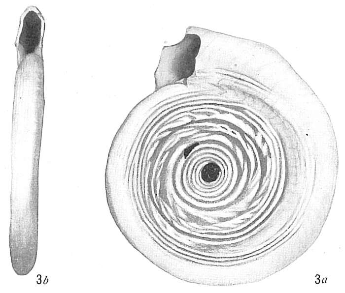 Image of Cornuspira lacunosa Brady 1884