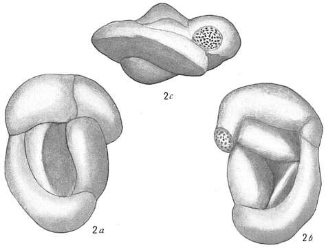 Image of Hauerina pacifica Cushman 1917