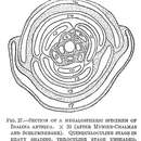 Image of Idalina antiqua Schlumberger & Munier-Chalmas 1884
