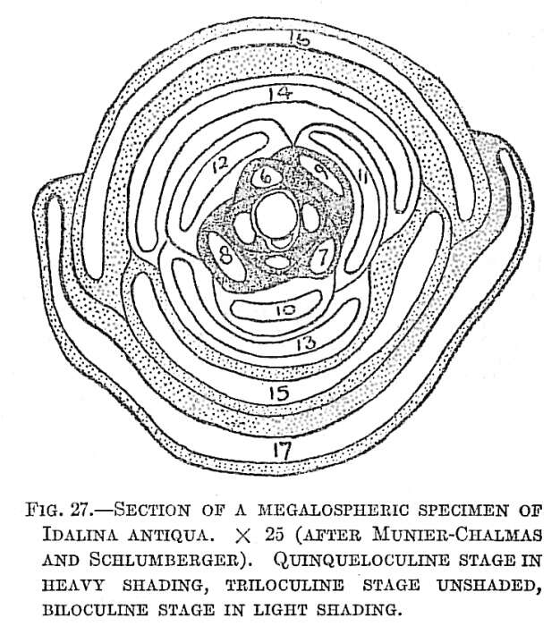 Image of Idalina Schlumberger & Munier-Chalmas 1884