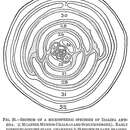 Image of Idalina antiqua Schlumberger & Munier-Chalmas 1884