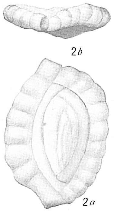 Image of Massilina crenata (Karrer 1868)