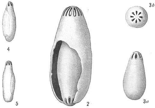 Imagem de Nevillina coronata (Millett 1898)