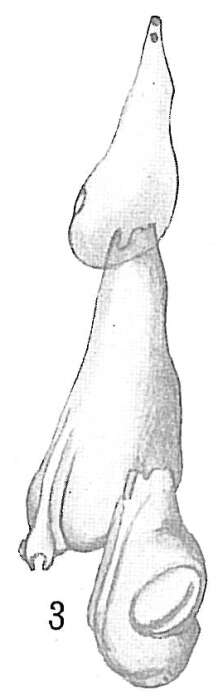 Image of Nodobacularia irregularis Rhumbler 1906