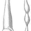 Imagem de Nodobacularia tibia (Jones & Parker 1860)