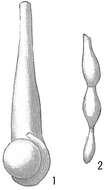 Image of Nodobacularia tibia (Jones & Parker 1860)