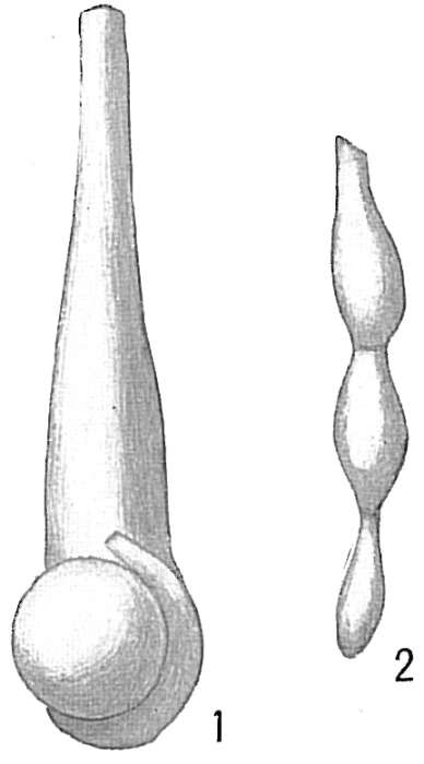 Image of Nodobacularia tibia (Jones & Parker 1860)