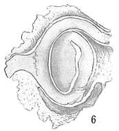 Image of Nubecularia lucifuga Defrance 1825