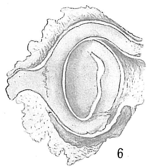 Image of Nubecularia Defrance 1825