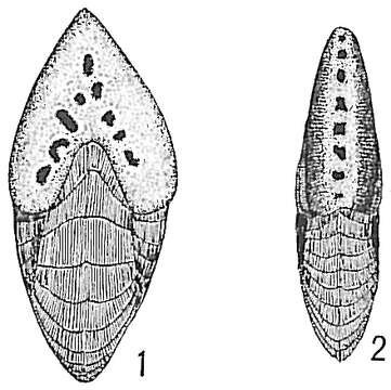 Image of Peneroplis pertusus (Forsskål ex Niebuhr 1775)