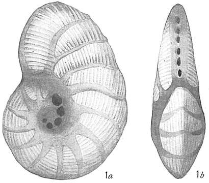 Image of Peneroplis pertusus (Forsskål ex Niebuhr 1775)