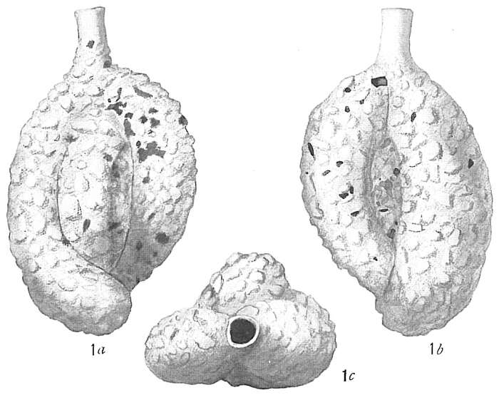 Image of Quinqueloculina agglutinans d'Orbigny 1839
