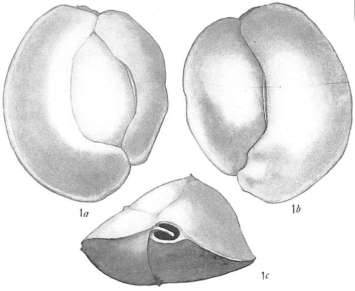 Image of Quinqueloculina auberiana d'Orbigny 1839