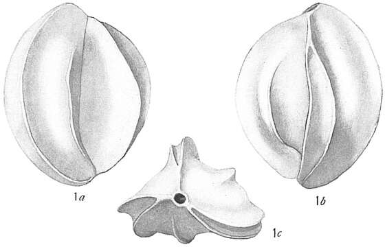 Imagem de Quinqueloculina bicostata d'Orbigny 1839