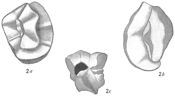 Image of Quinqueloculina bradyana Cushman 1917