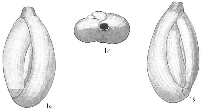 Imagem de Quinqueloculina costata d'Orbigny ex Terquem 1878