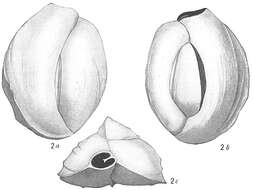 Image of Quinqueloculina cuvieriana d'Orbigny 1839