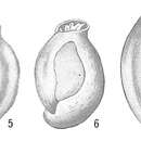 Image of Quinqueloculina ferox (Rhumbler 1906)