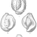 Image of Quinqueloculina reticulata (d'Orbigny 1826)