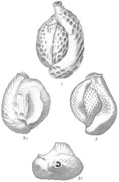 Image of Quinqueloculina reticulata (d'Orbigny 1826)