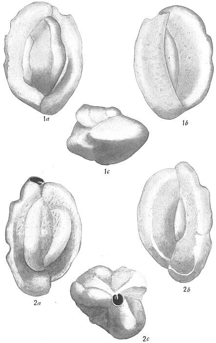 Image of Quinqueloculina subarenaria Cushman 1917