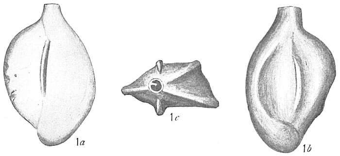 Image of Quinqueloculina venusta Karrer 1868