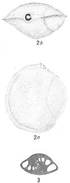 Image of Sigmoilina sigmoidea (Brady 1884)