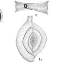Image of Spiroloculina canaliculata d'Orbigny 1846