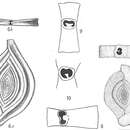 Image of Spiroloculina depressa d'Orbigny 1826