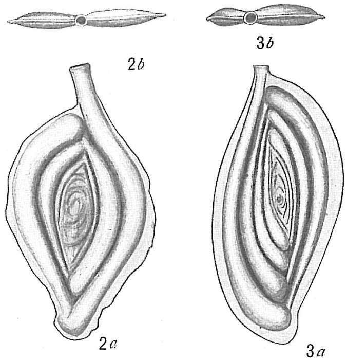 Image of Spiroloculina tenuimargo Cushman 1917