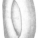 Image of Triloculina cribrostoma (Rhumbler 1906)
