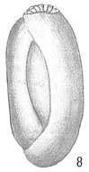 Image of Triloculina cribrostoma (Rhumbler 1906)