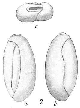 Image of Triloculina deplanata (Rhumbler 1906)