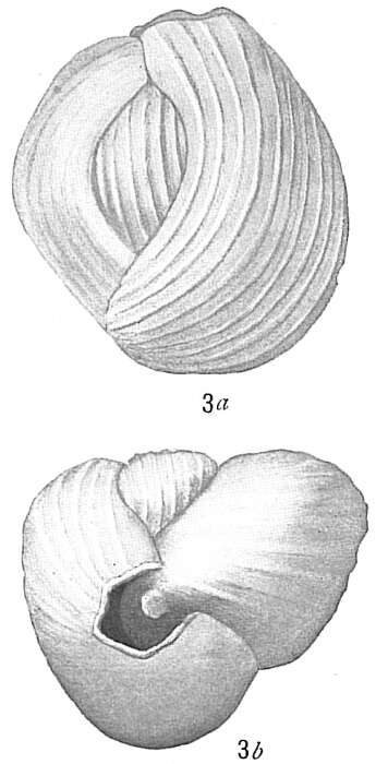Image of Triloculina insignis (Brady 1881)