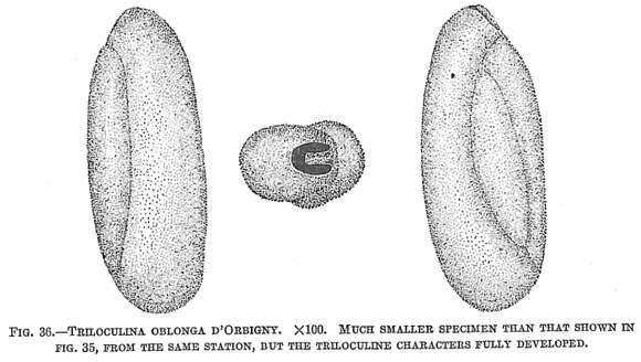 Image of Triloculina oblonga (Montagu 1803)