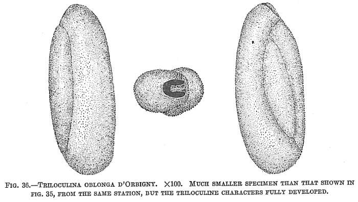 Image of Triloculina oblonga (Montagu 1803)