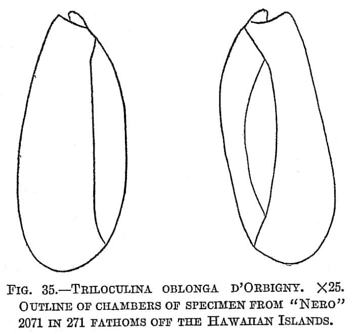 Image of Triloculina oblonga (Montagu 1803)