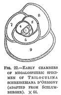 Image of Triloculina schreiberiana d'Orbigny 1839