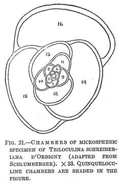 Image of Triloculina schreiberiana d'Orbigny 1839