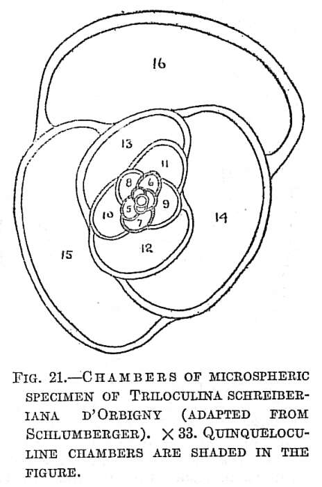 Image of Triloculina schreiberiana d'Orbigny 1839