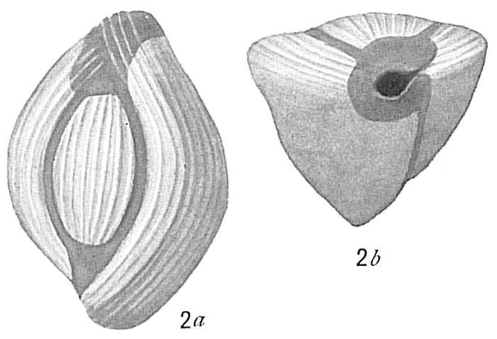 Image of Triloculina terquemiana (Brady 1884)