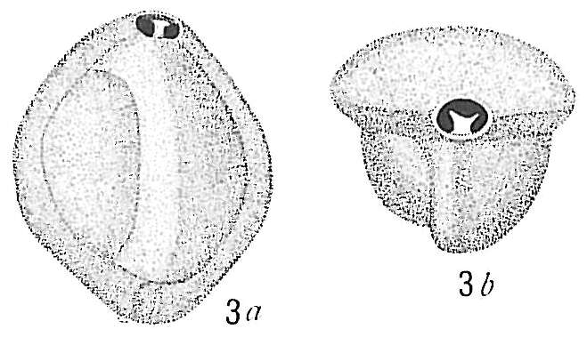 Image of Triloculina trigonula (Lamarck 1804)