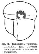 Image de Triloculina trigonula (Lamarck 1804)