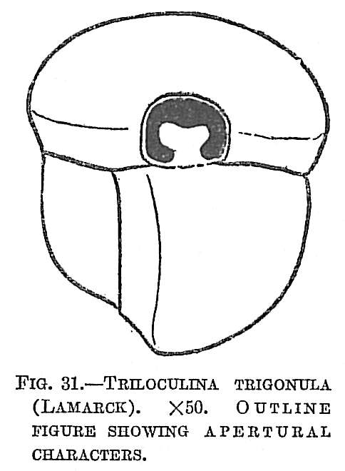 Image de Triloculina trigonula (Lamarck 1804)